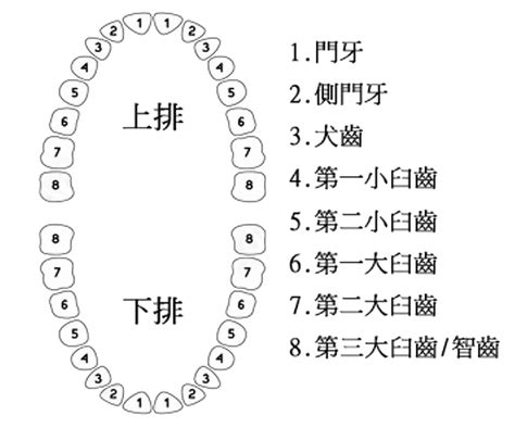 門牙大小|門齒